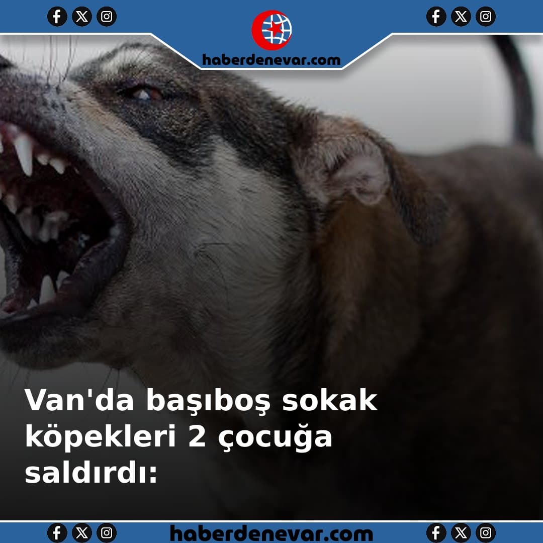 Van'da başıboş sokak köpekleri 2 çocuğa saldırdı: 5 yaşındaki çocuk hayatını kaybetti